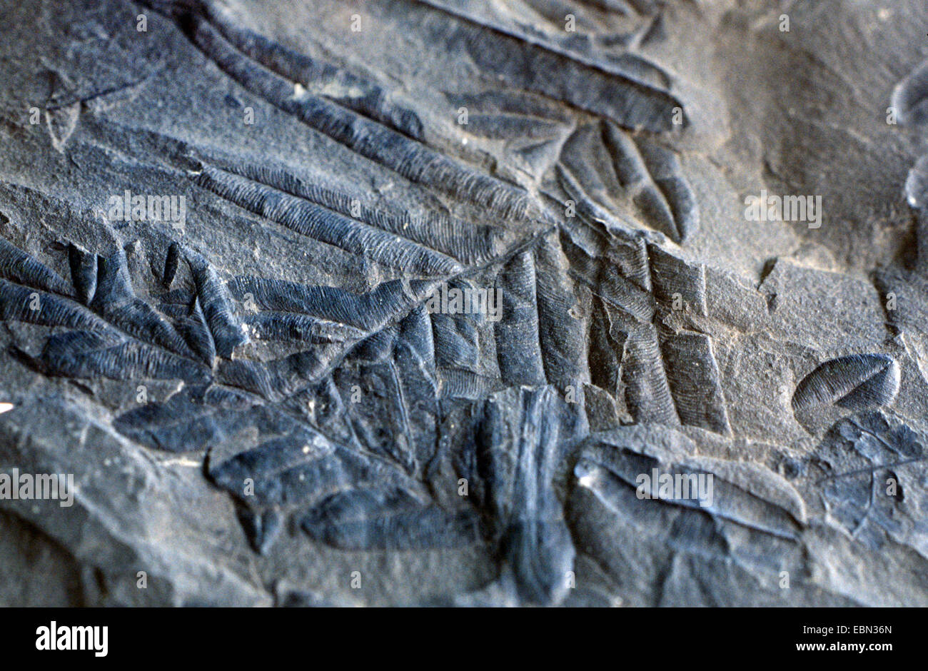 Alethopteris, fougère fossile du Carbonifère de semences Banque D'Images