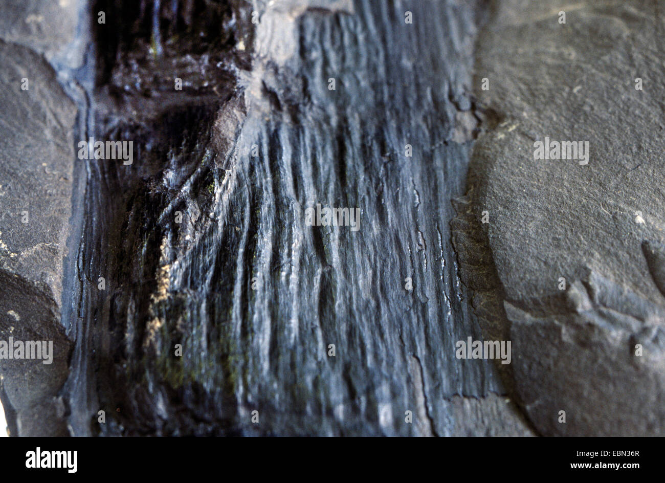 Calamitina fossilisés de carbon Banque D'Images