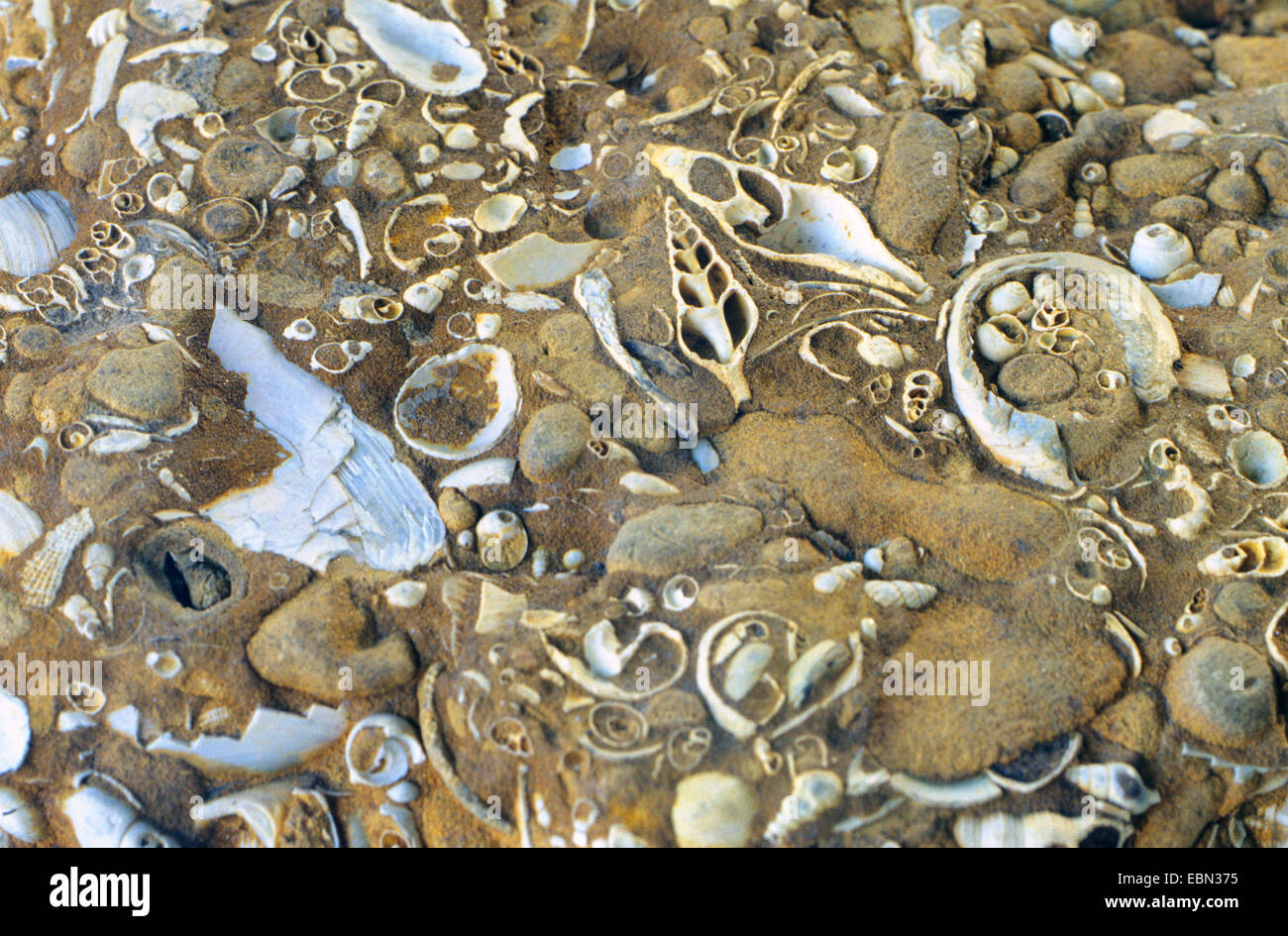 Coquilles de mollusques du début du Miocène, l'Allemagne, Schleswig-Holstein Banque D'Images