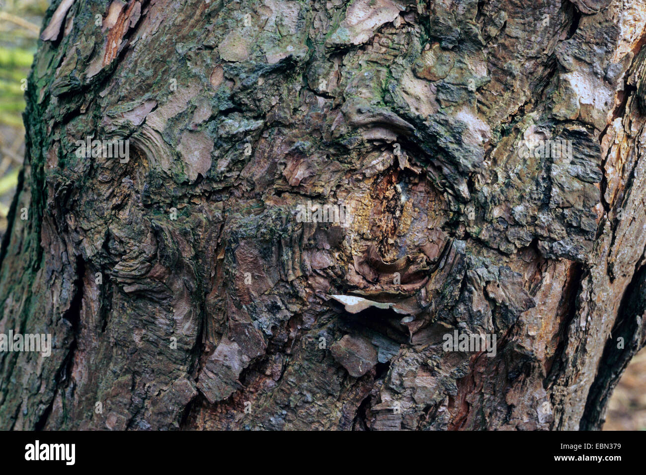 Le pin gris, le pin gris (Pinus banksiana), l'écorce Banque D'Images