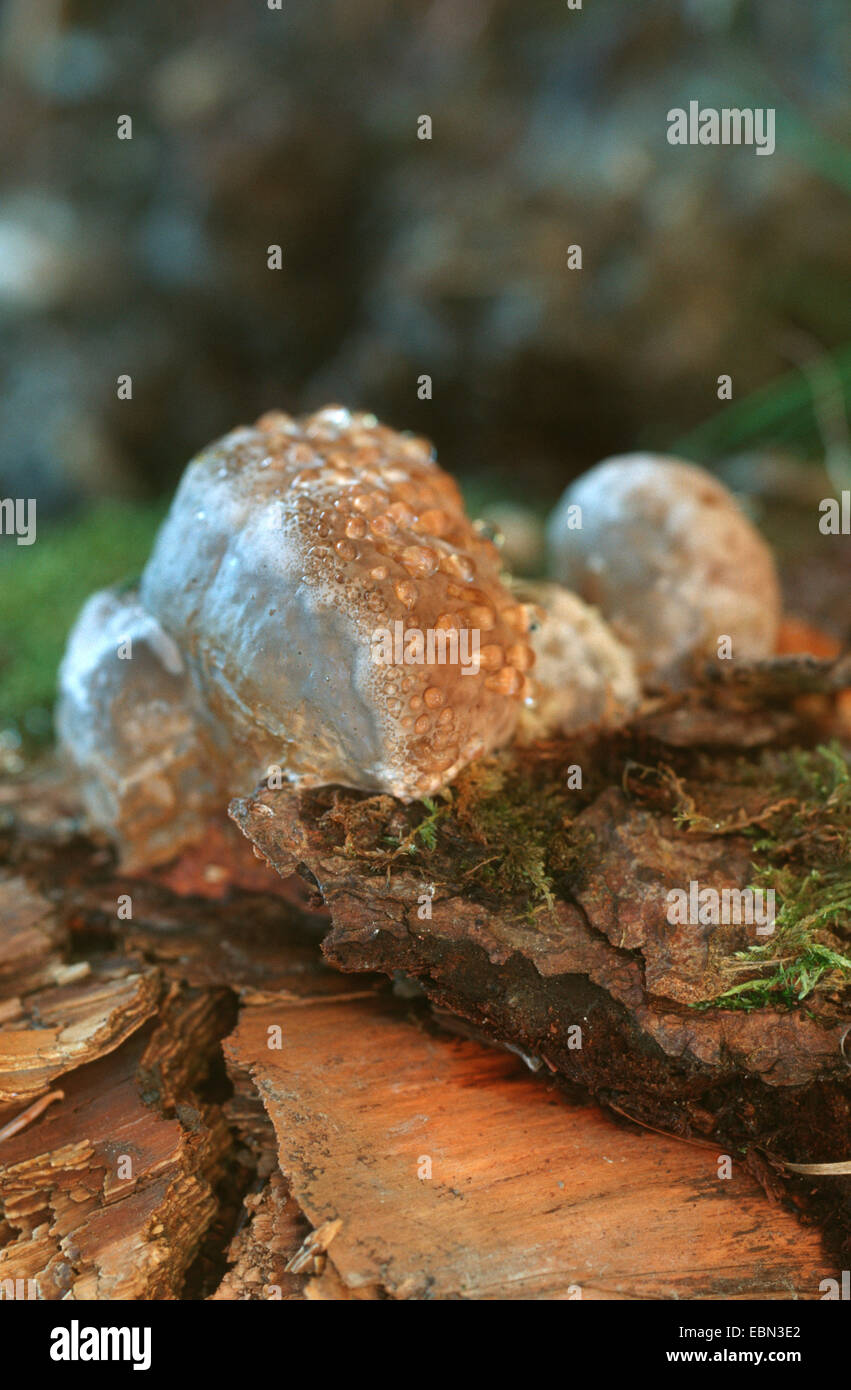 La pourriture brune friable, red banded polypore (Fomitopsis pinicola), younf guttation, Allemagne avec individuels Banque D'Images
