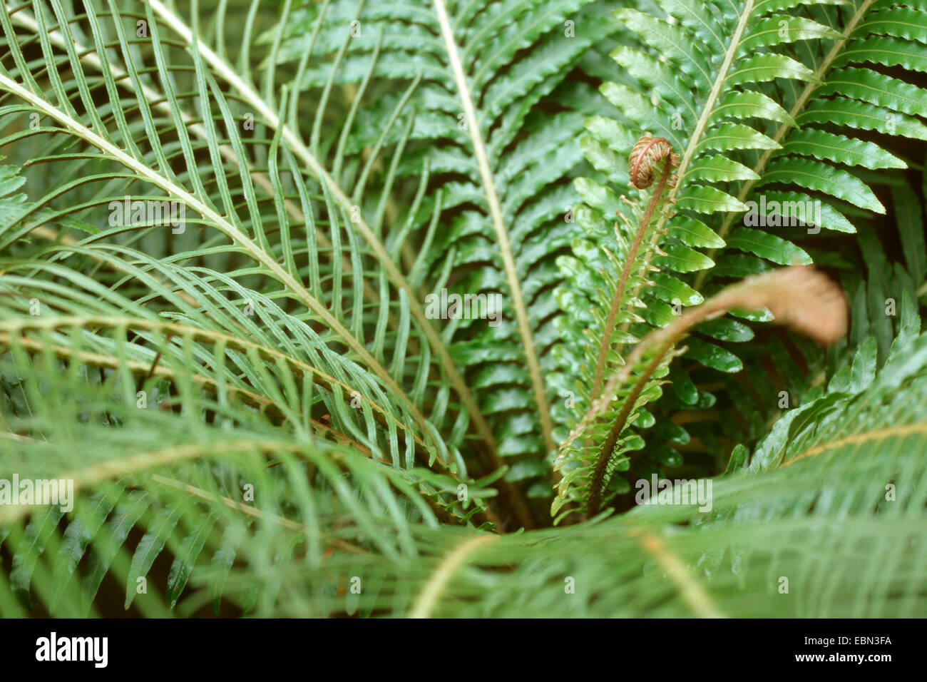 Arbre nain (Fougère Blechnum gibbum), détail Banque D'Images