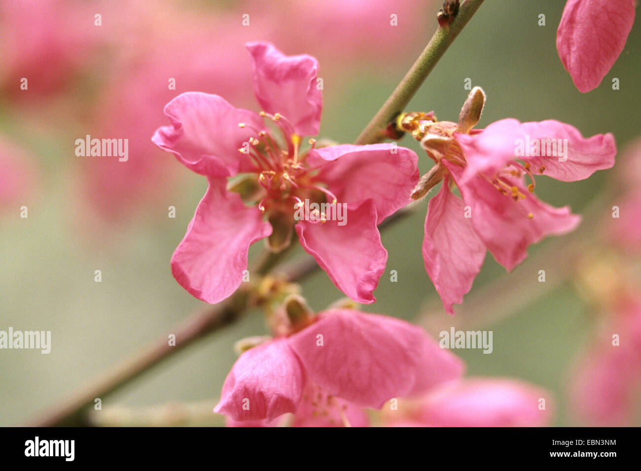 Pêche (Prunus persica), la direction générale en fleurs Banque D'Images