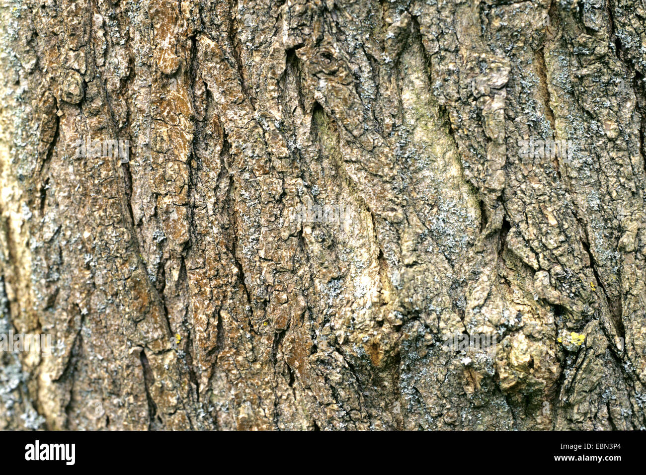 Arbre pagode japonaise (Sophora japonica), de l'écorce Banque D'Images