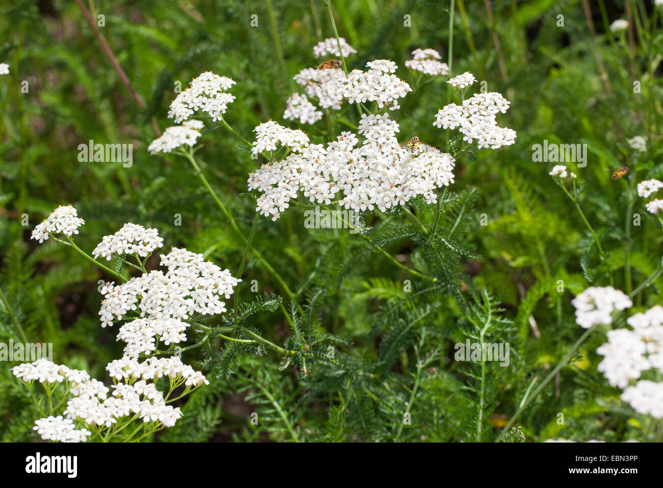 Achillée commune, l'achillée millefeuille (Achillea millefolium), bloomiing, Allemagne Banque D'Images