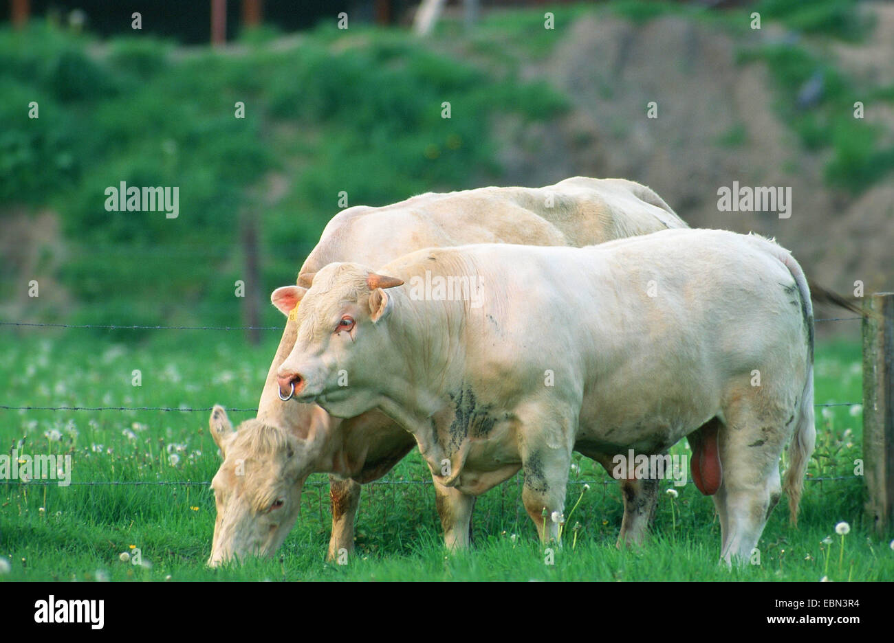 Les bovins domestiques (Bos primigenius f. taurus), deux taureaux dans un pâturage, l'Espagne, l'Estrémadure Banque D'Images