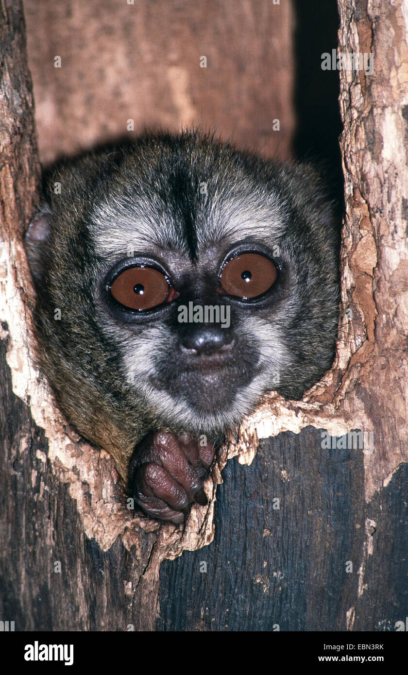 Singe douroucouli, nuit, Humboldt's night monkey (Aotus trivirgatus), verrouillage de sa grotte Banque D'Images