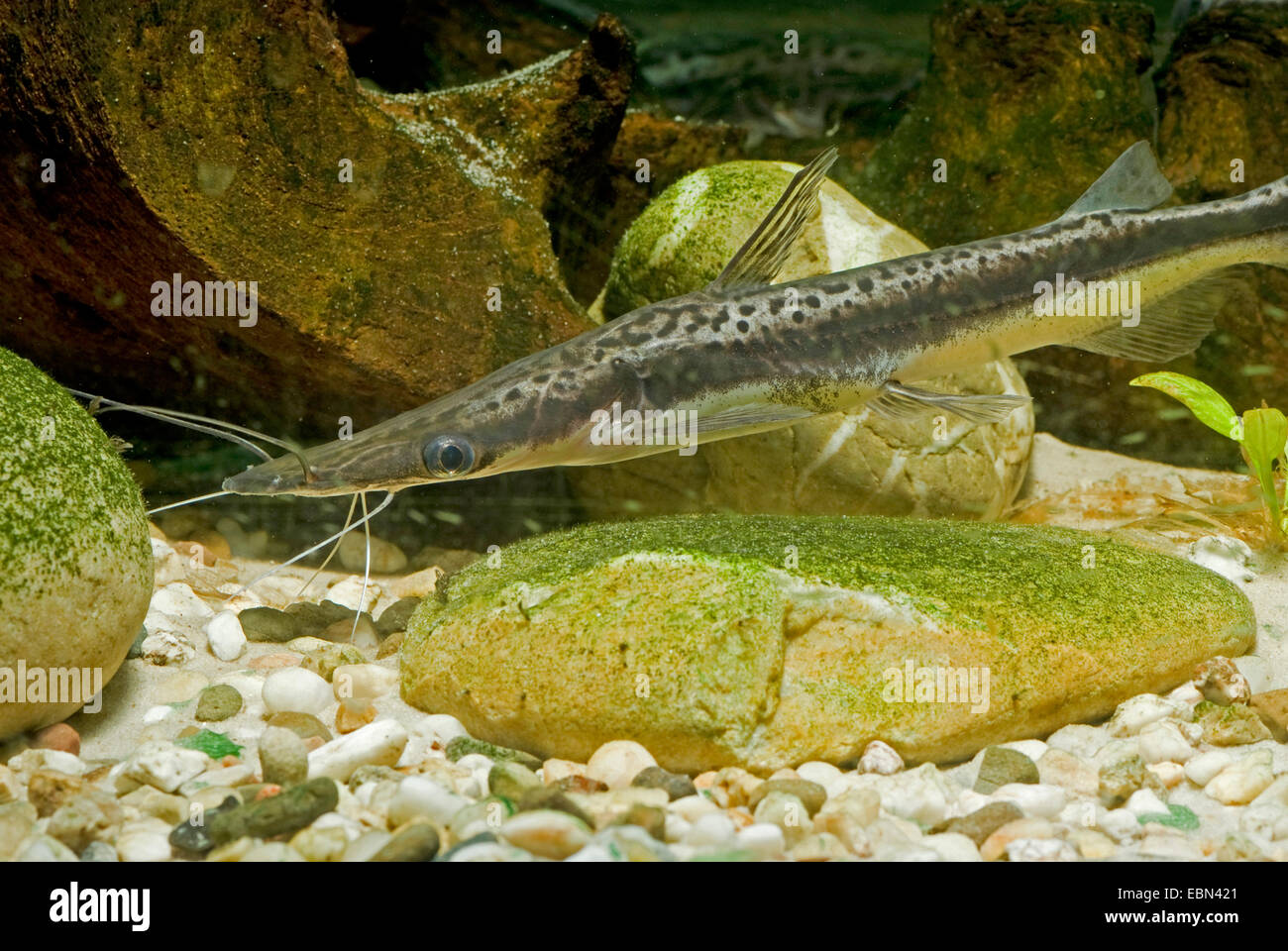 Cucharon, pelle-nosed poisson-chat, le poisson-chat d'enrubannage (Sorubim lima), natation Banque D'Images
