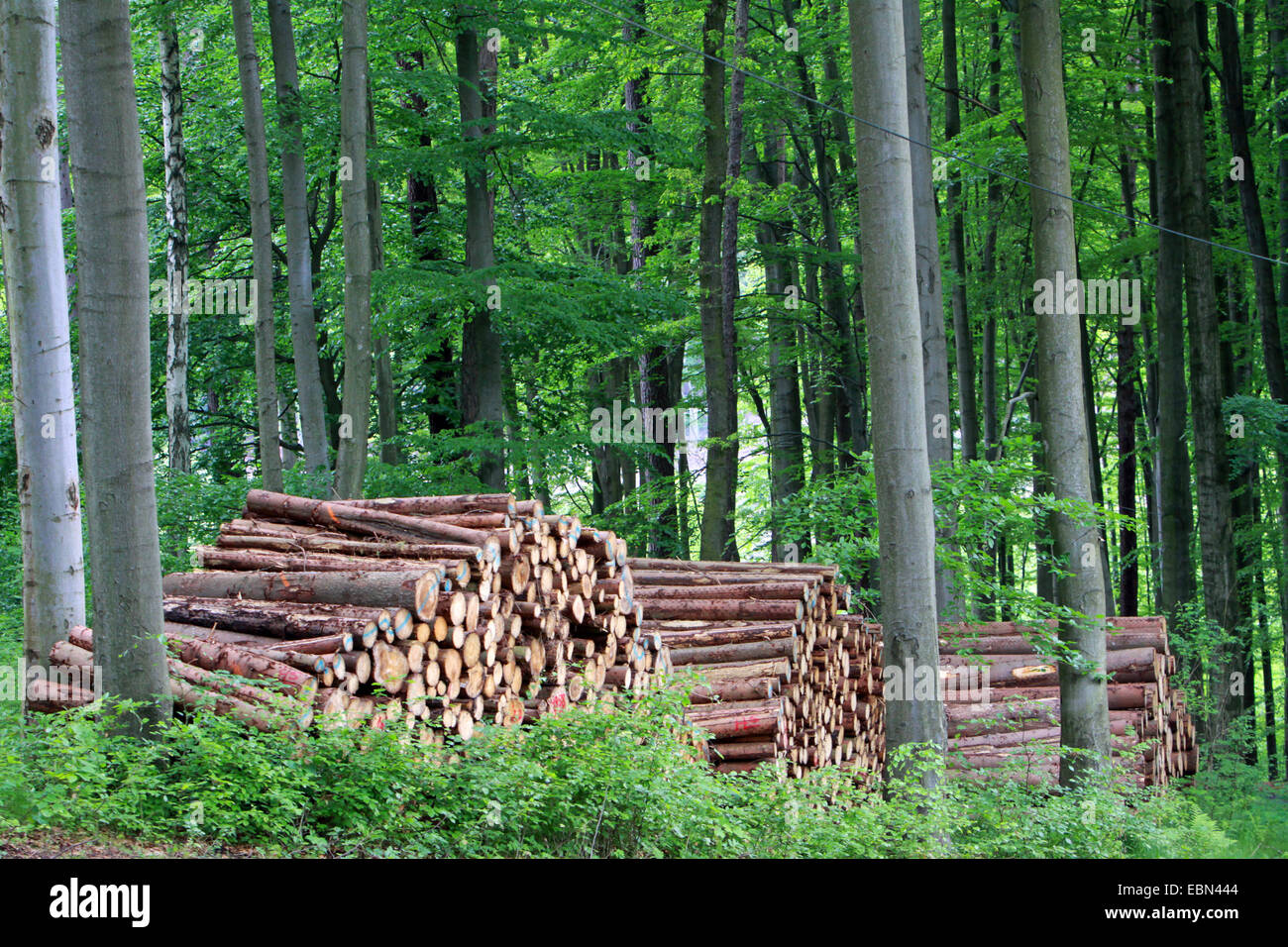 La récolte du bois dans une forêt mixte, l'Allemagne, la Saxe Banque D'Images