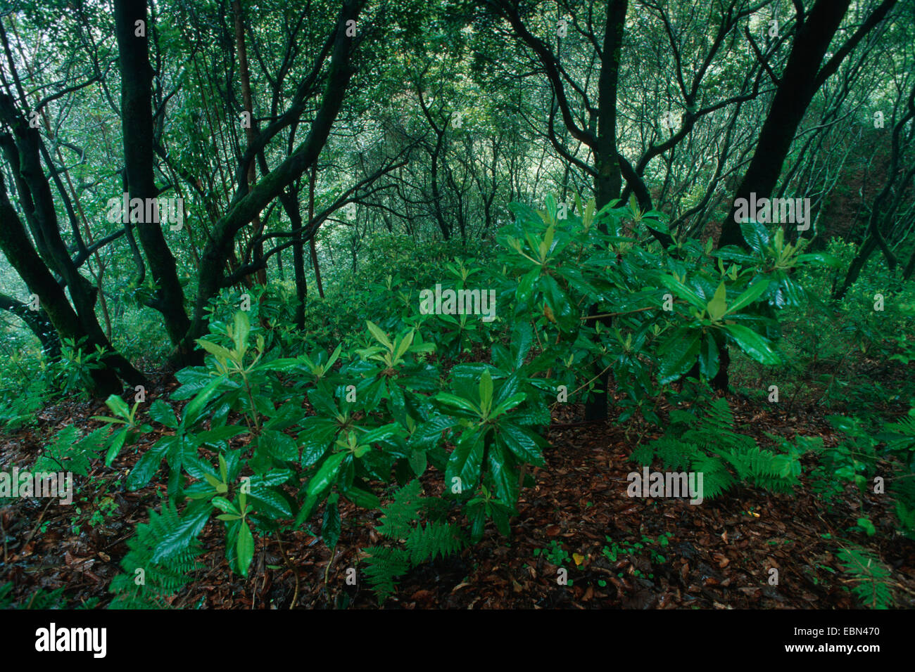 Le laurier des Açores, laurier (Laurus Des maderensis, Laurus canariensis) forêt de lauriers, après la pluie, de Madère Banque D'Images