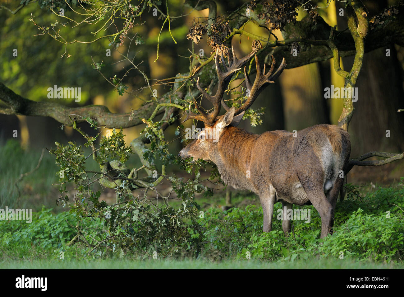 Red Deer (Cervus elaphus), bull manger les glands d'une branche de chêne au bord d'une forêt, l'Allemagne, Rhénanie du Nord-Westphalie Banque D'Images