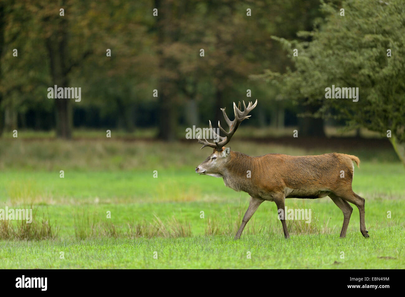 Red Deer (Cervus elaphus), Bull à la saison du rut, Allemagne, Rhénanie du Nord-Westphalie Banque D'Images