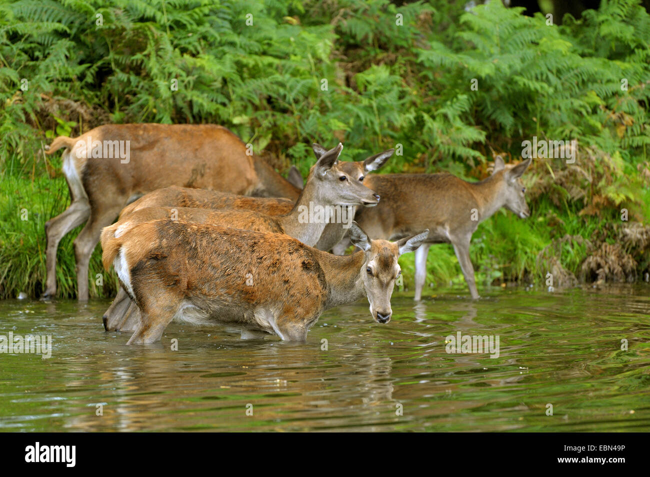 Red Deer (Cervus elaphus), Hind pataugeant dans un étang avec les mineurs, l'Allemagne, Rhénanie du Nord-Westphalie Banque D'Images