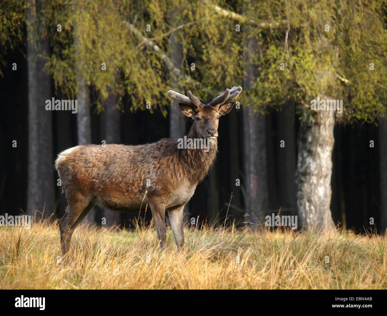 Red Deer (Cervus elaphus), bull dans un pré à la lisière des forêts, Allemagne Banque D'Images