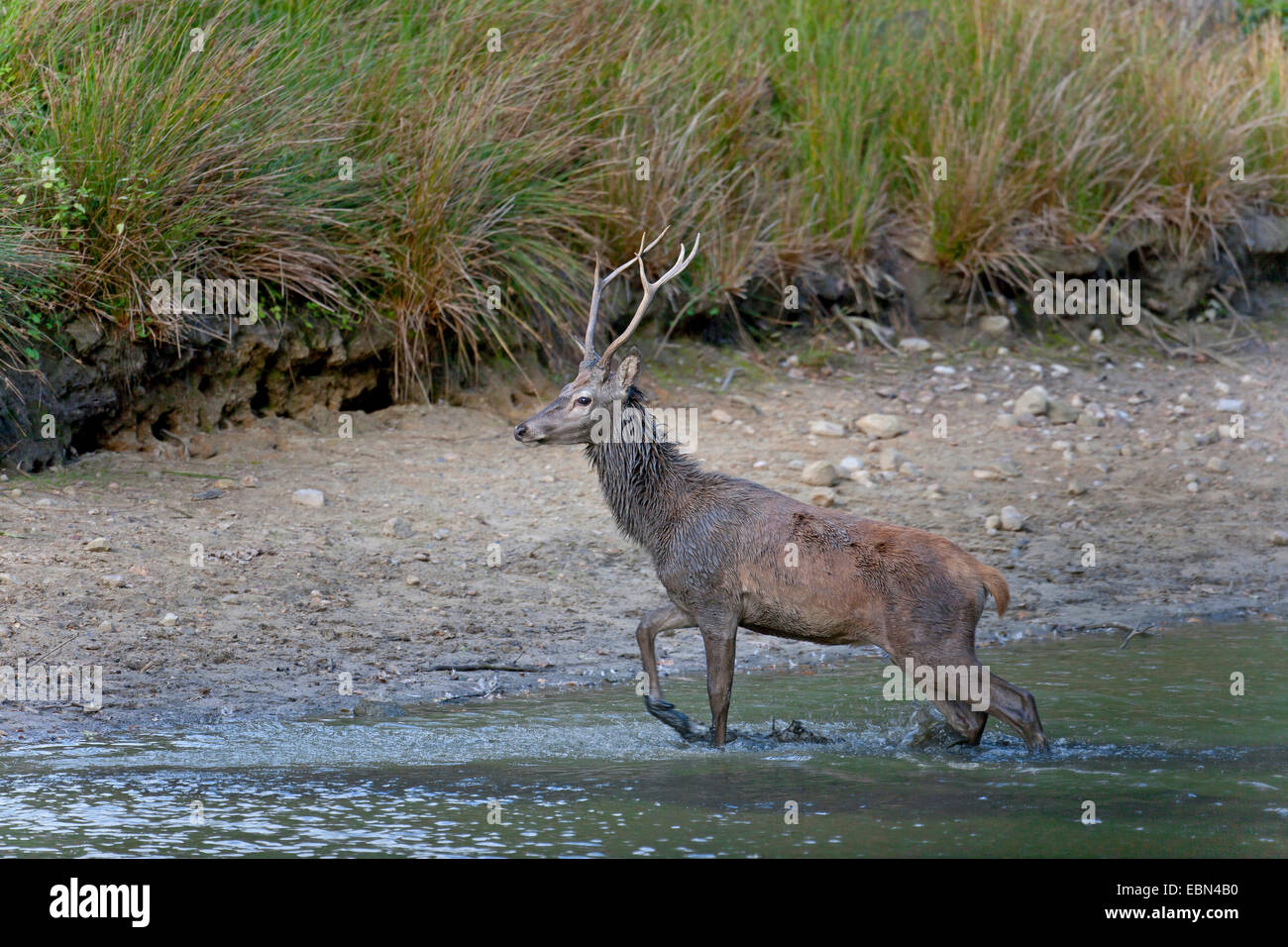 Red Deer (Cervus elaphus), traverse l'étang, l'Allemagne, Schleswig-Holstein Banque D'Images