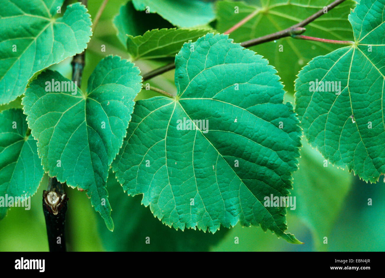 Tilleul à grandes feuilles, tilleul (Tilia platyphyllos), feuilles Banque D'Images