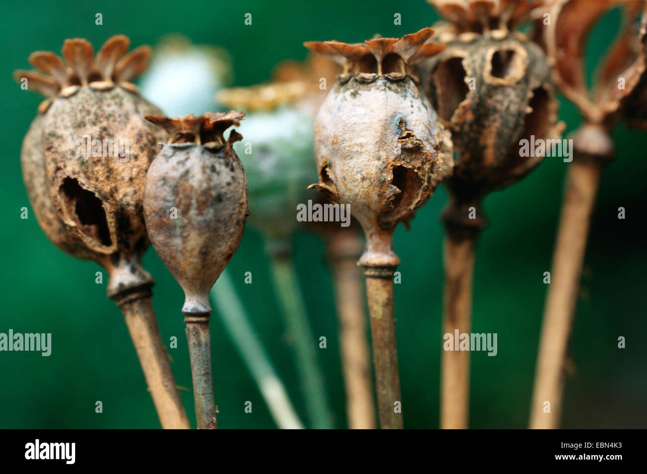 Du pavot à opium (Papaver somniferum), capsules Banque D'Images