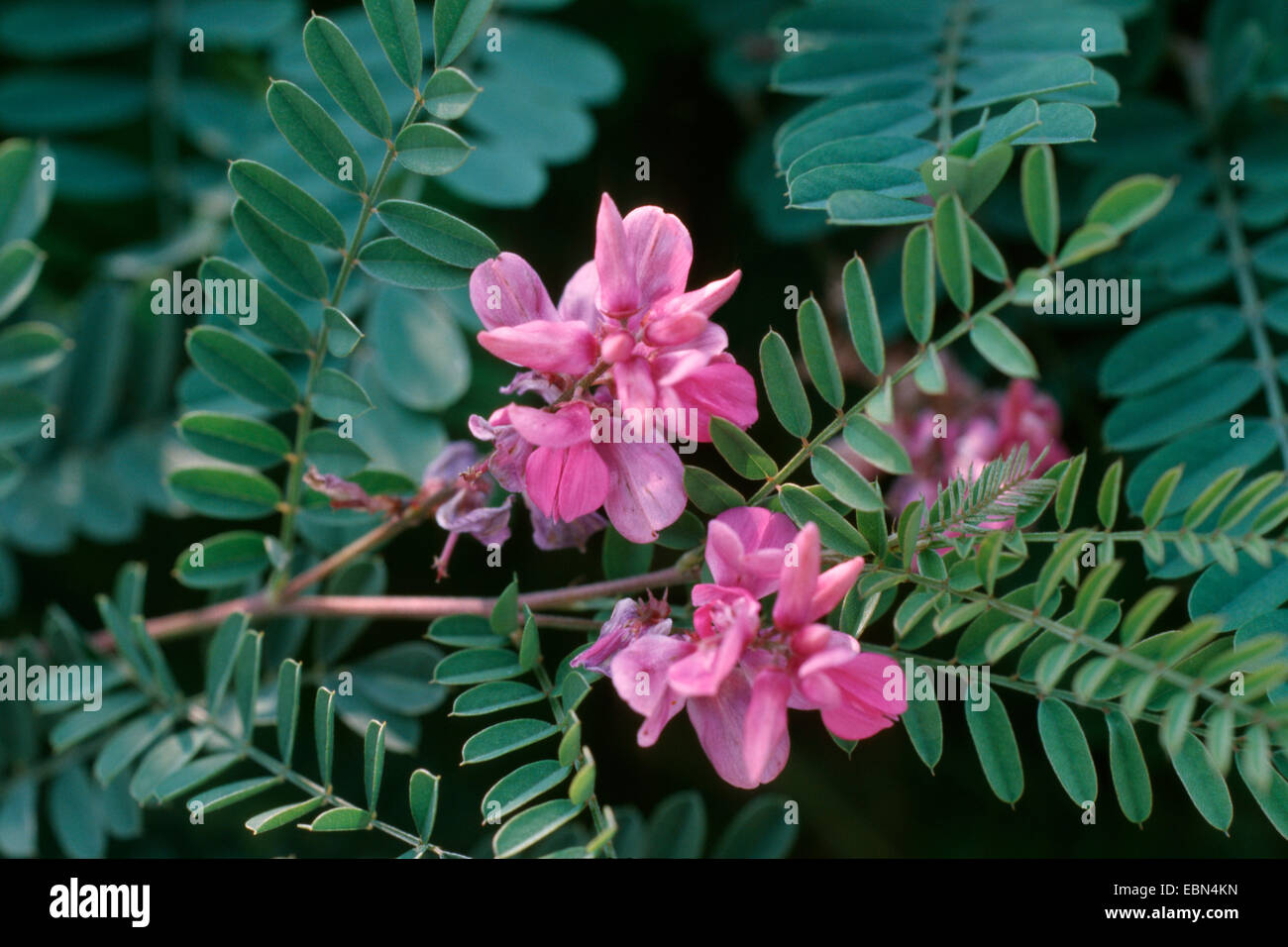 Vrai indigo (Indigofera tinctoria), blooming Banque D'Images