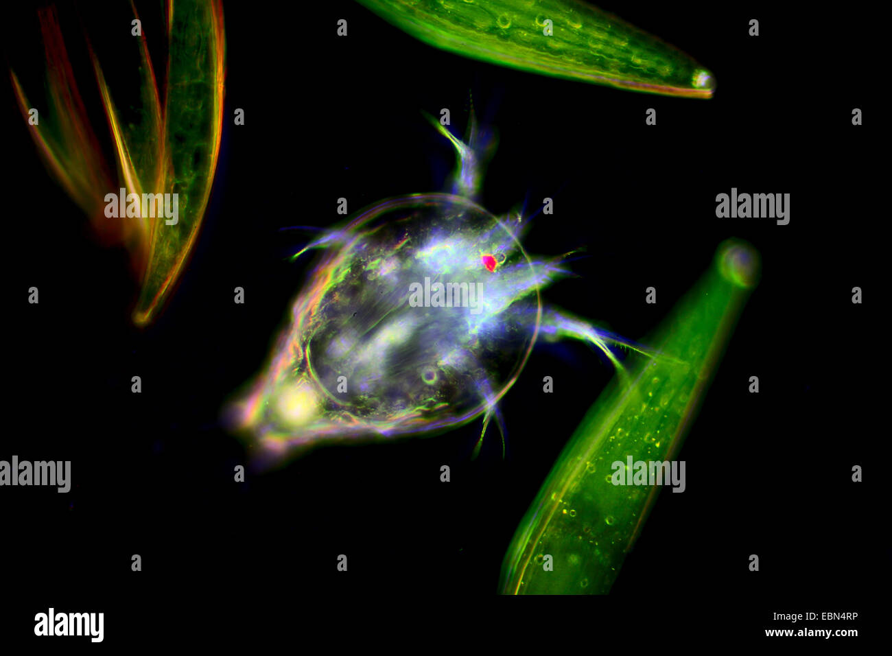 Avec nauplius desmidiées dans darkfield Banque D'Images