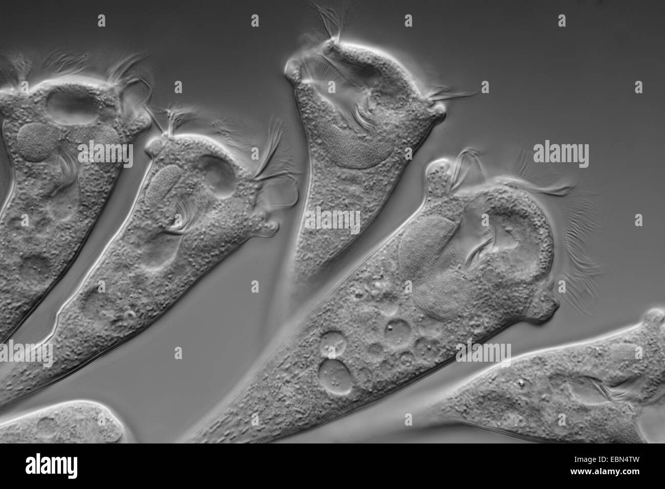 (Vorticella Vorticella spec.), contraste d'interférence différentielle Banque D'Images