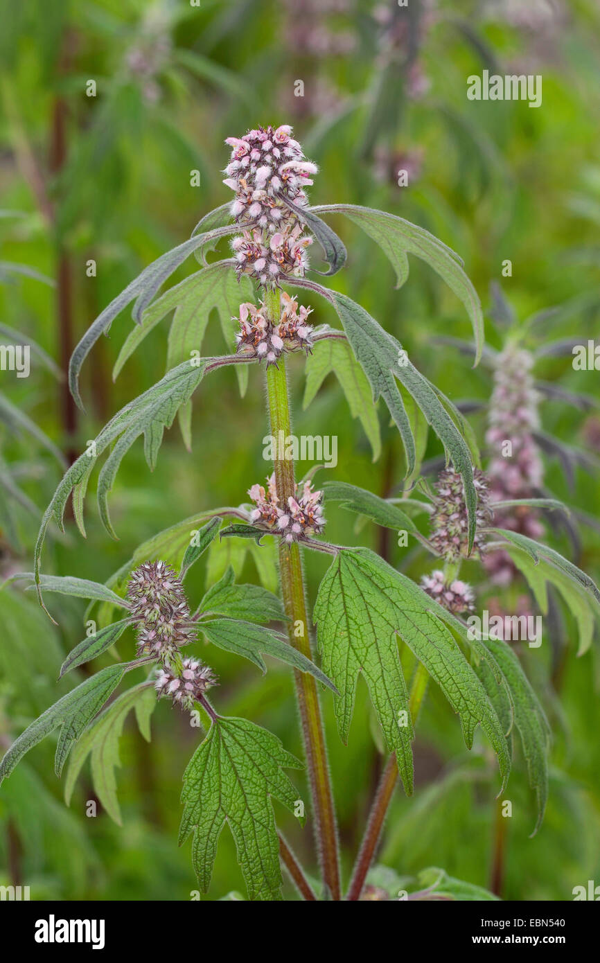 Motherwort, millepertuis, Lion's Ear, queue du Lion (Leonurus cardiaca ssp. villosus, Leonurus villosus), blooming, Allemagne Banque D'Images
