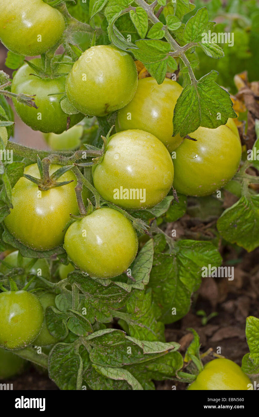 Jardin la tomate (Solanum lycopersicum, Lycopersicon esculentum), tomates vertes sur une plante Banque D'Images