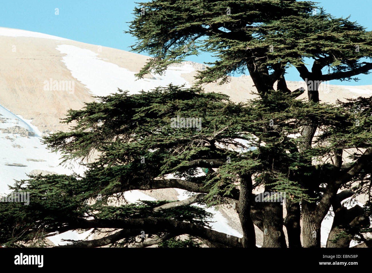 Cèdre du Liban (Cedrus libani libani), dans les montagnes Banque D'Images