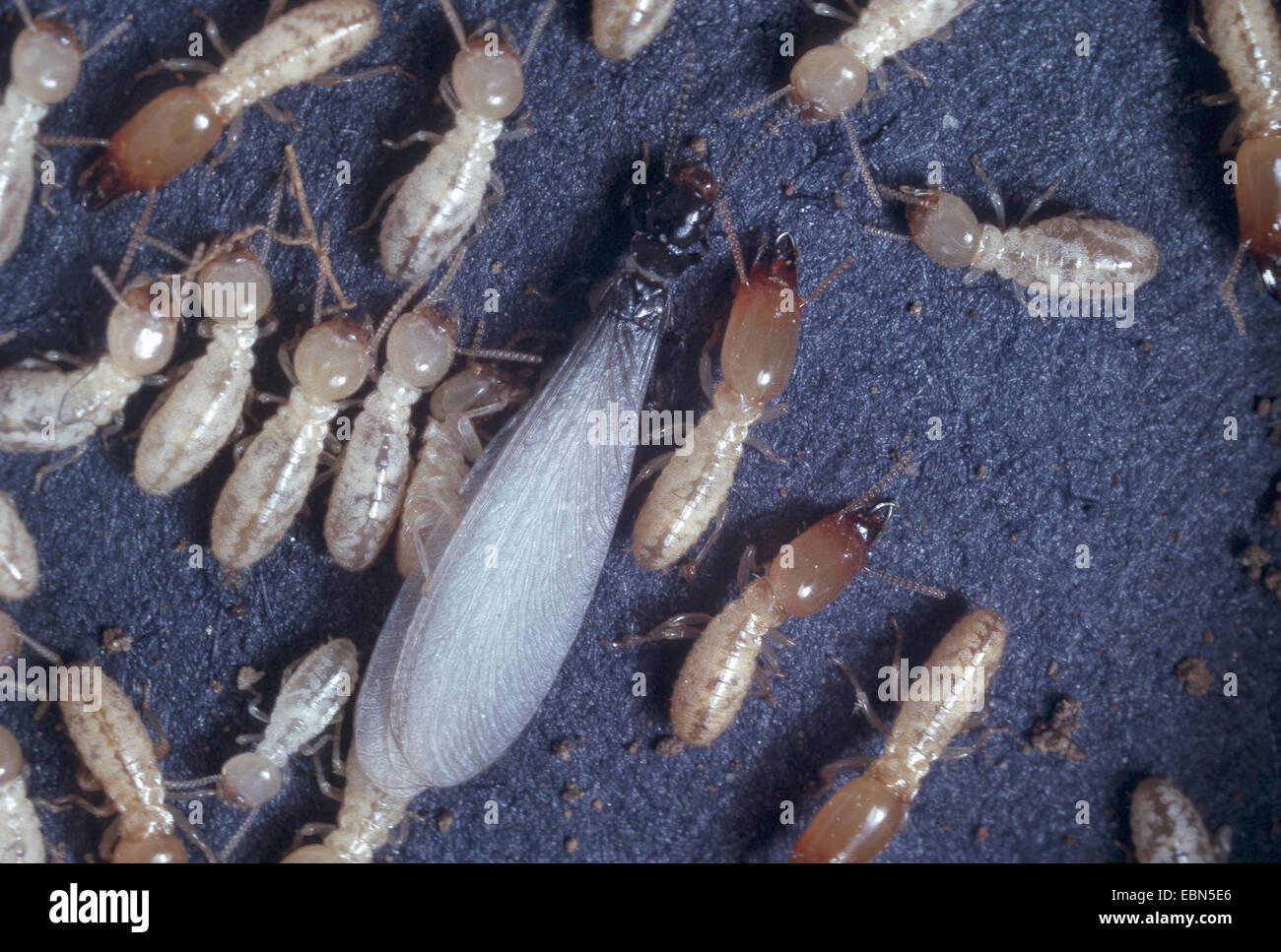 Les termites, les ailes Banque D'Images