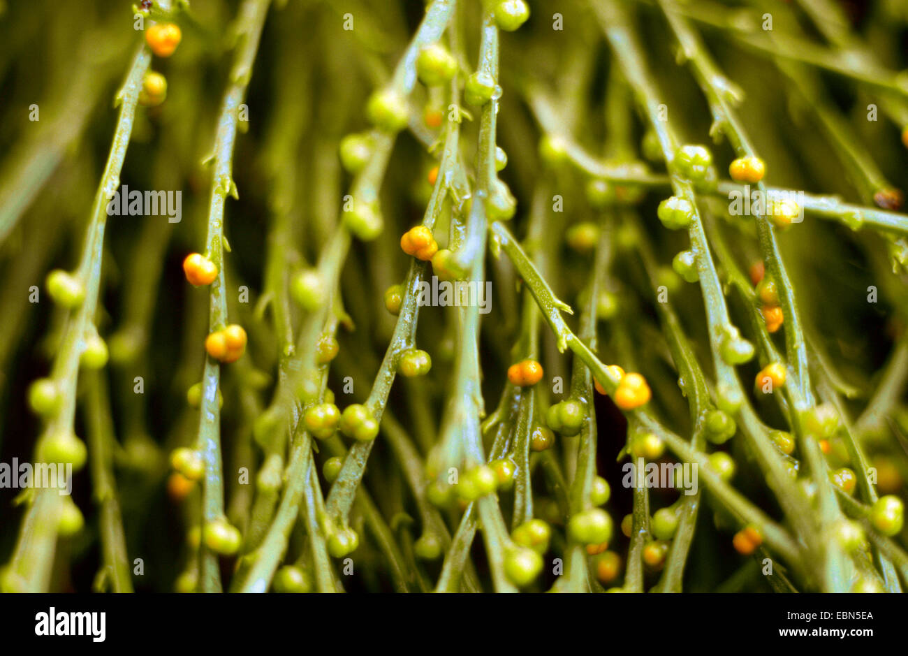 Fouetter Fern (Psilotum nudum), les germes avec spore cas Banque D'Images