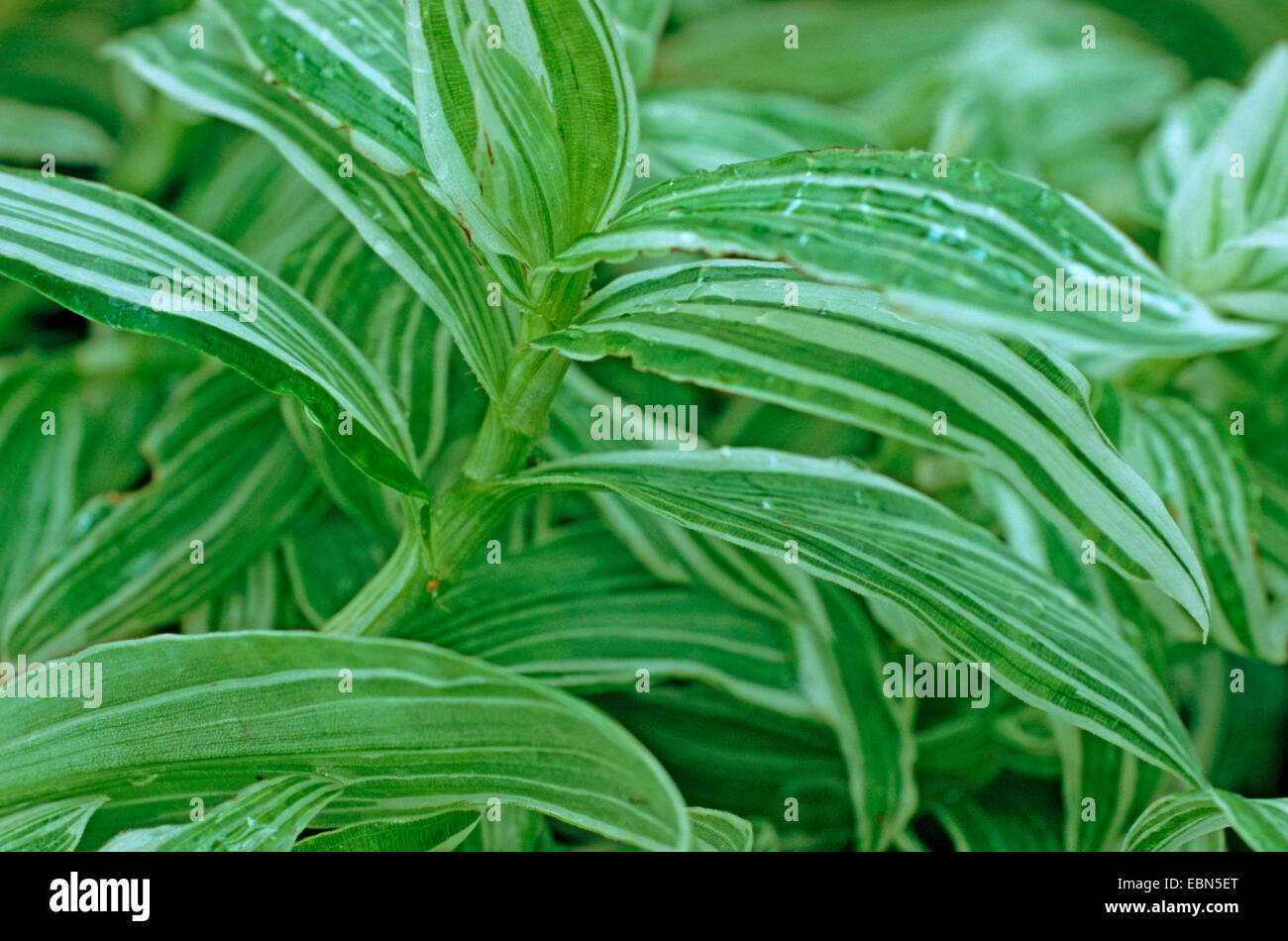 Tradescantia Tradescantia (crassula crassula), blooming Banque D'Images