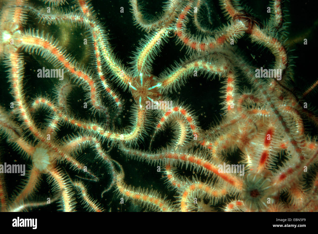 Brittlestar Ophiothrix fragilis (commune) Banque D'Images