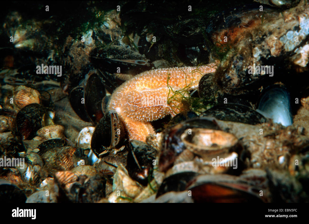 L'étoile de mer commune, politique européenne seastar (Asterias rubens), se nourrissant de moule commune, Allemagne Banque D'Images