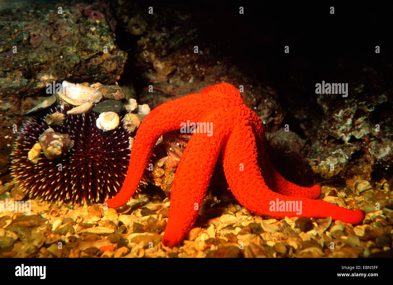 Mer Méditerranée rouge Echinaster sepositus (star), avec l'oursin violet Banque D'Images