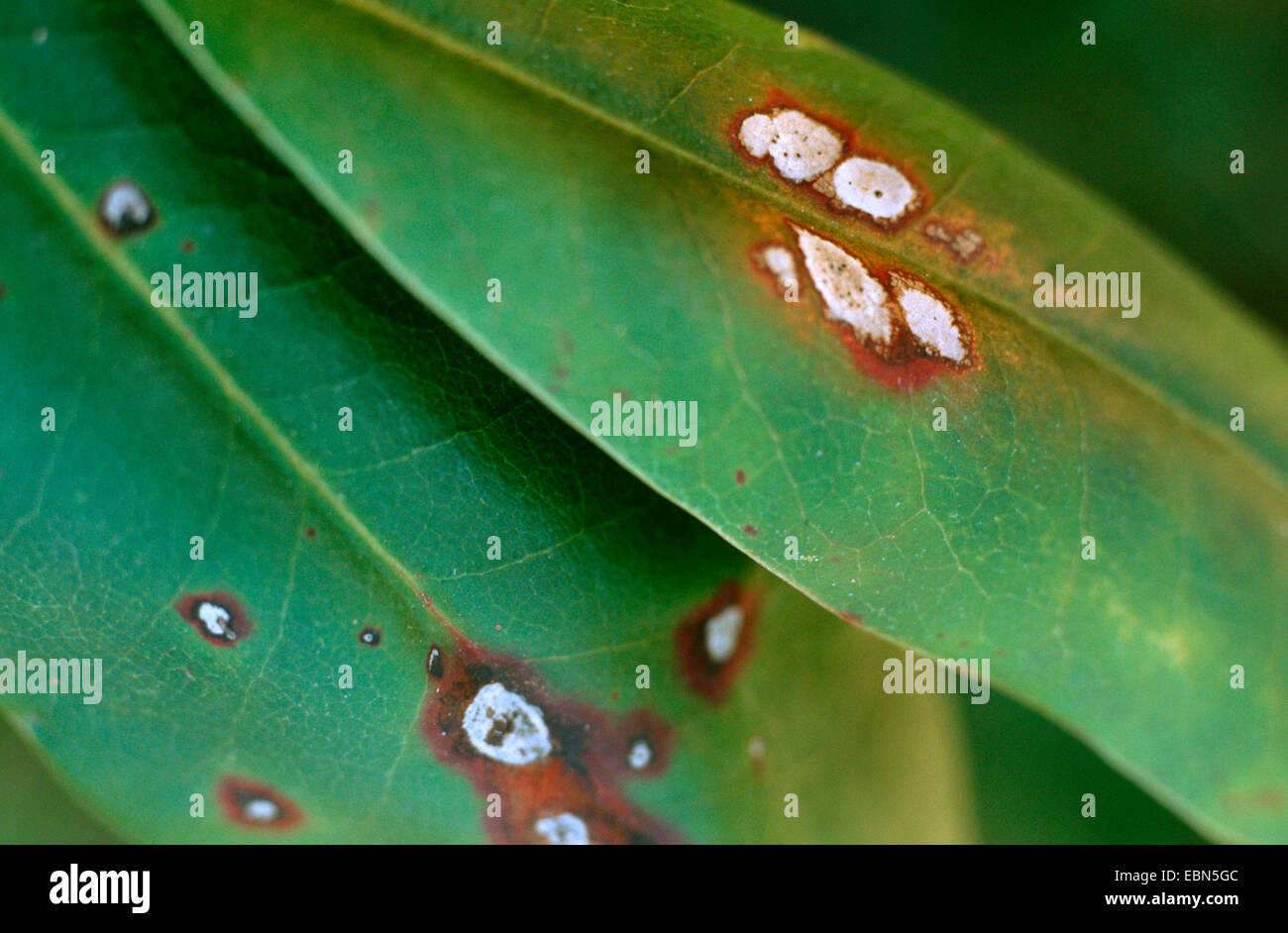 Rhododendron (Rhododendron spec.), maladie foliaire par des champignons Banque D'Images