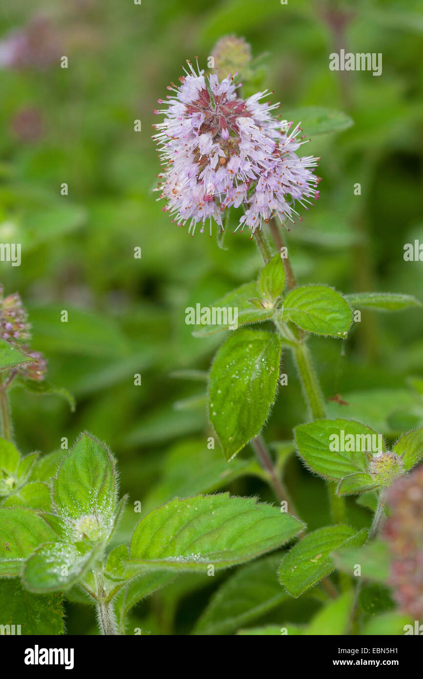 L'eau sauvage, Eau de menthe, menthe (Mentha aquatica menthe de chevaux), la floraison, Allemagne Banque D'Images