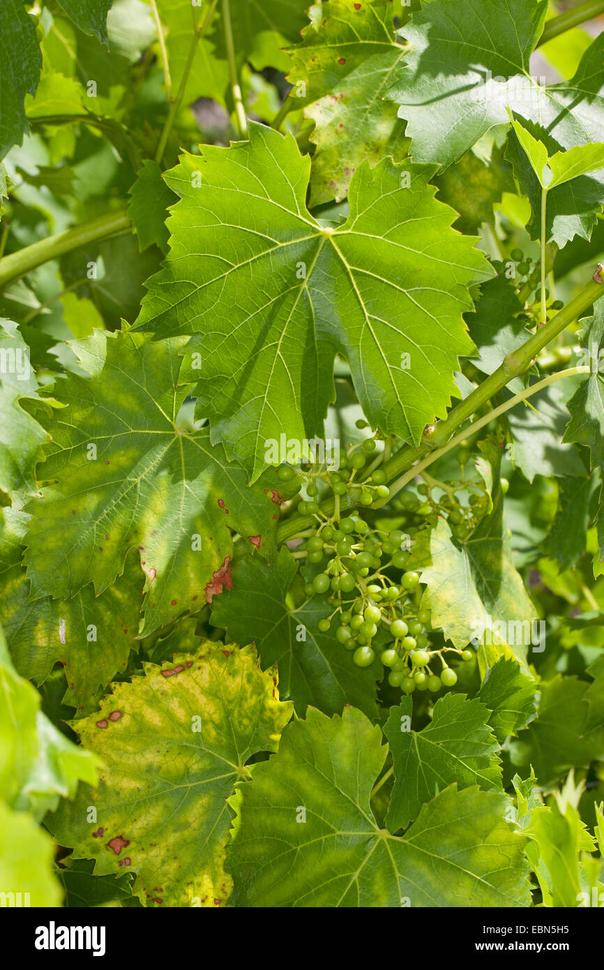 Vigne raisin, vigne (Vitis vinifera), avec des raisins pas mûrs Banque D'Images