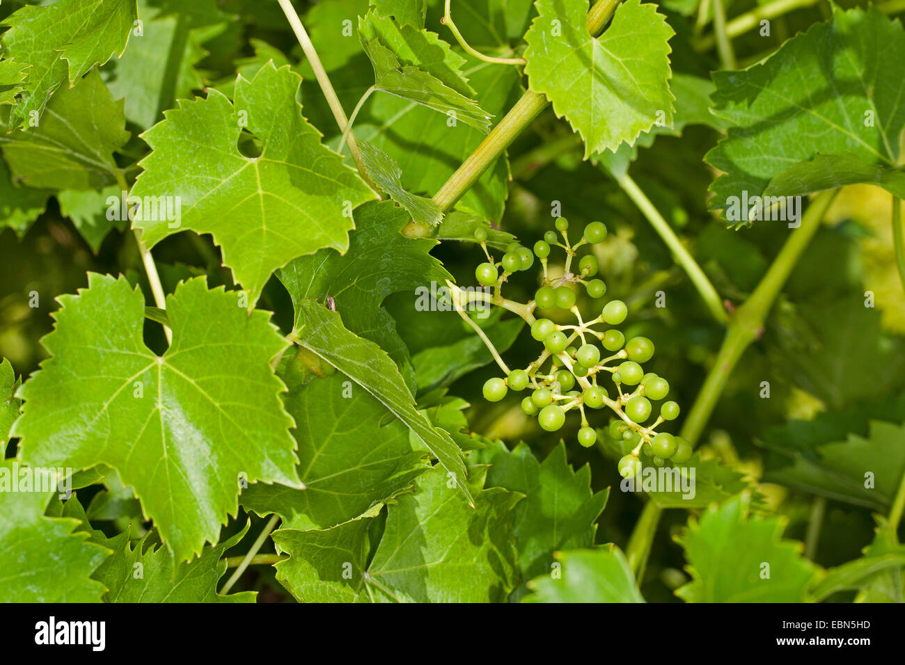 Vigne raisin, vigne (Vitis vinifera), avec des raisins pas mûrs Banque D'Images