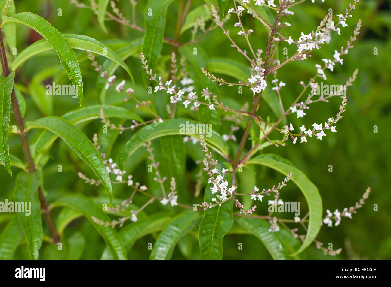 La verveine, citron beebrush (Aloysia triphylla, Lippia citriodora, citirodora, Aloysia Aloysia citrodora), blooming Banque D'Images