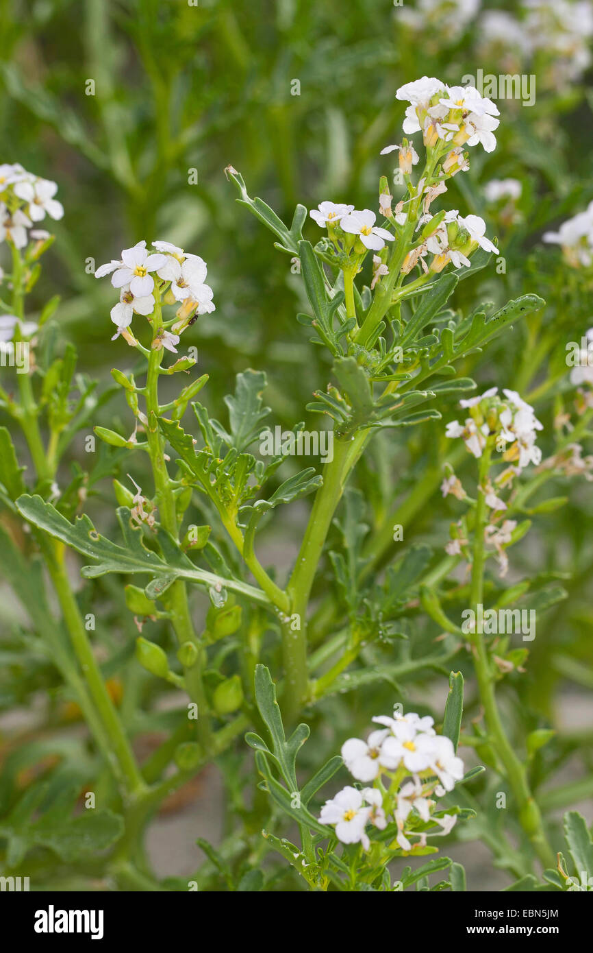 Searocket européenne, roquette de mer (Cakile maritima), sur la plage, Allemagne Banque D'Images