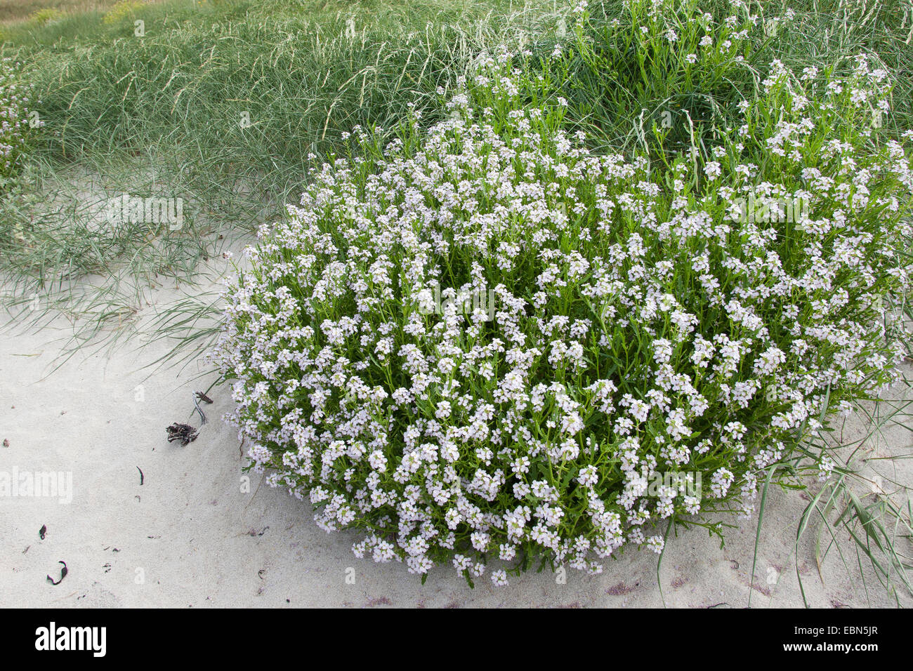 Searocket européenne, roquette de mer (Cakile maritima), sur la plage, Allemagne Banque D'Images