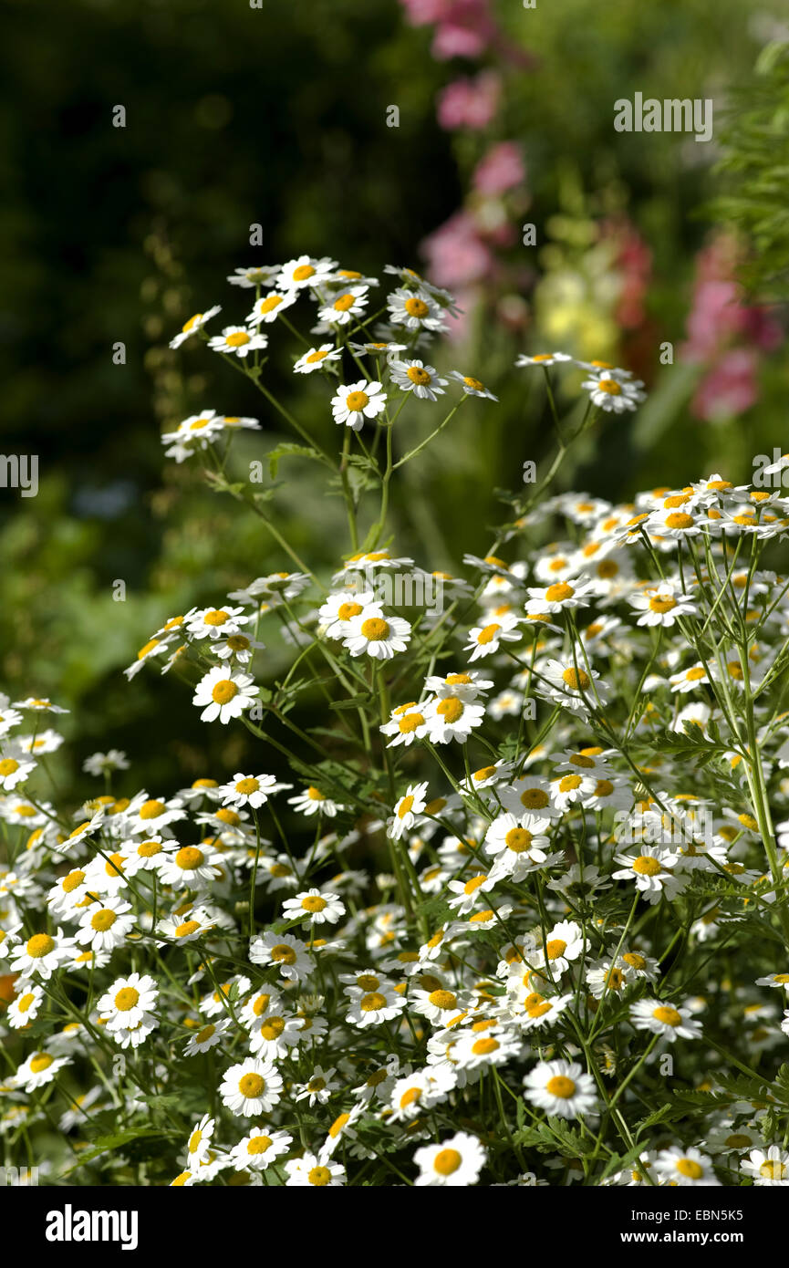 Featherfew, grande camomille, plumes-leaf (Tansy Tanacetum parthenium, Chrysanthemum parthenium), blooming, Allemagne Banque D'Images