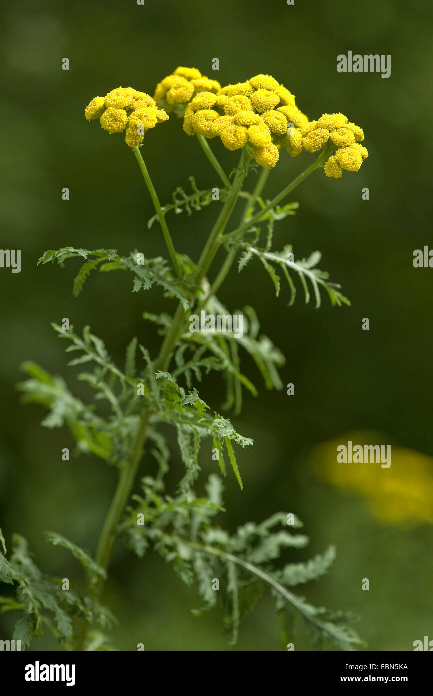 Tanaisie commune (Tanacetum vulgare, Chrysanthemum vulgare), la floraison, Allemagne Banque D'Images