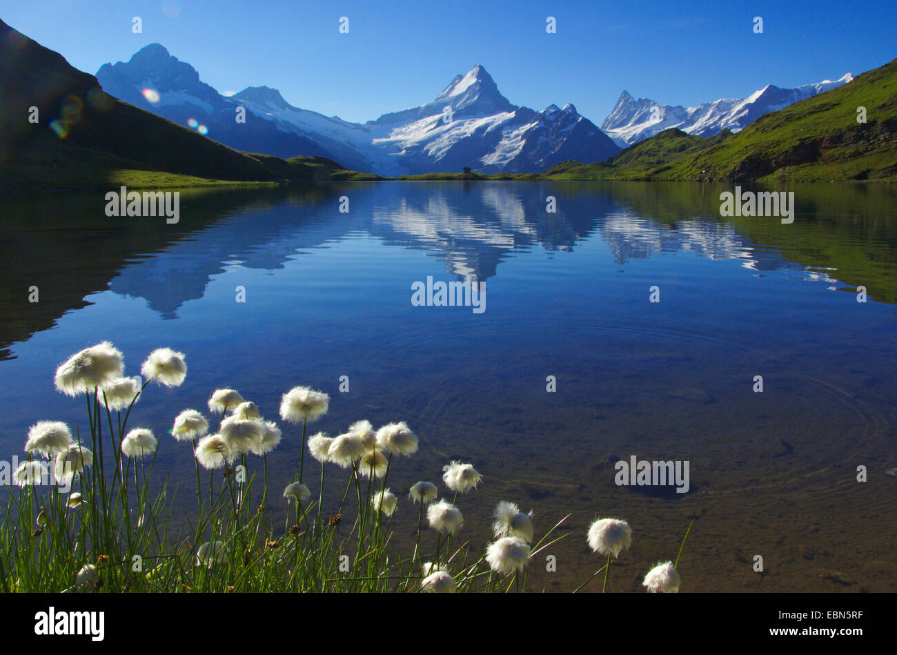 Wetterhorn, Schreckhorn, Finsteraarhorn et Fiescherhoener mirroring sur le lac Bach près de Grindelwald avec du coton-herbe, Suisse Banque D'Images