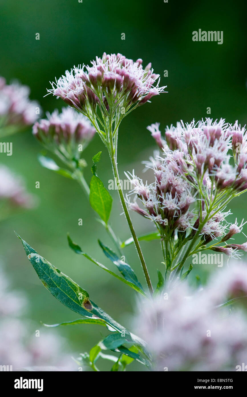 Chanvre-aigremoine, chanvre commun aigremoine (Eupatorium cannabinum), la floraison, l'Allemagne, la Bavière Banque D'Images