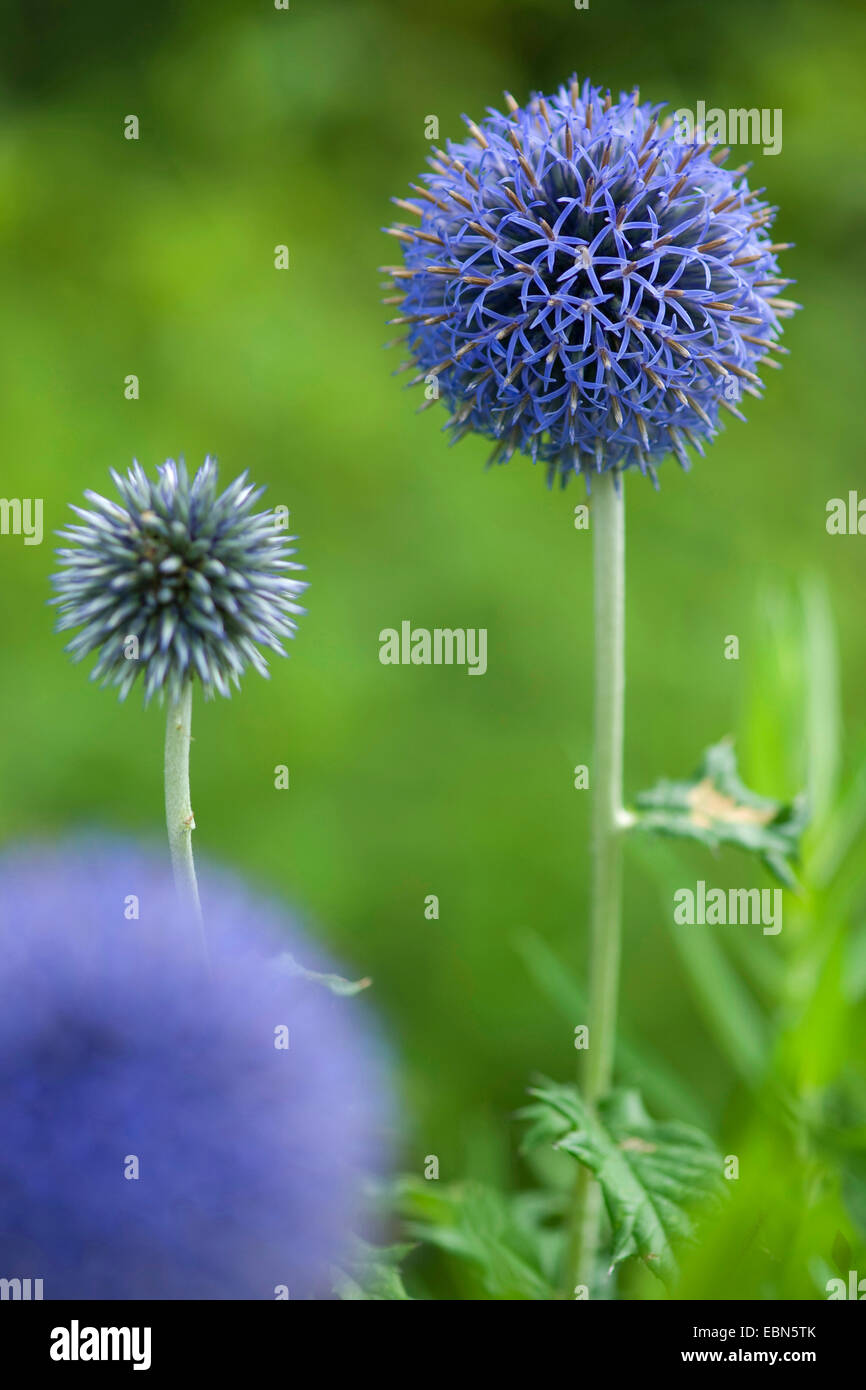 Globe thistle (Echinops spec.), blooming Banque D'Images