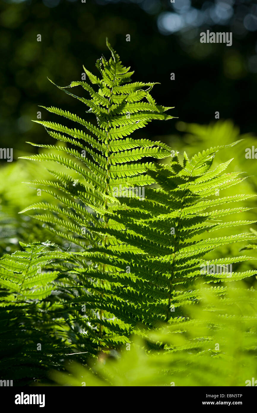 Fougère mâle, un ver (fougère Dryopteris filix-mas), dans la lumière du soleil, de l'Allemagne Banque D'Images