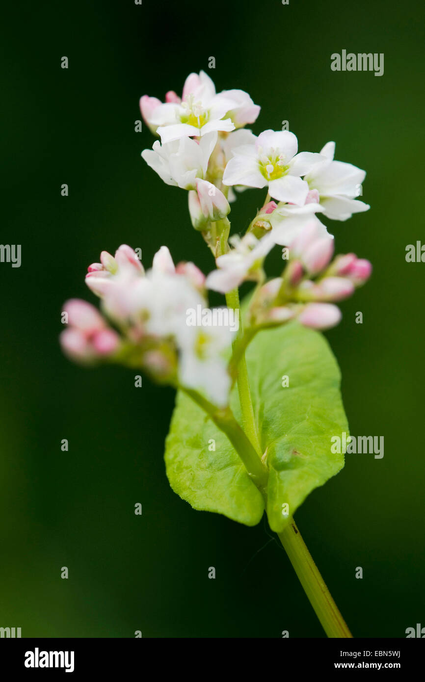 Le sarrasin (Fagopyrum esculentum), blooming, Allemagne Banque D'Images