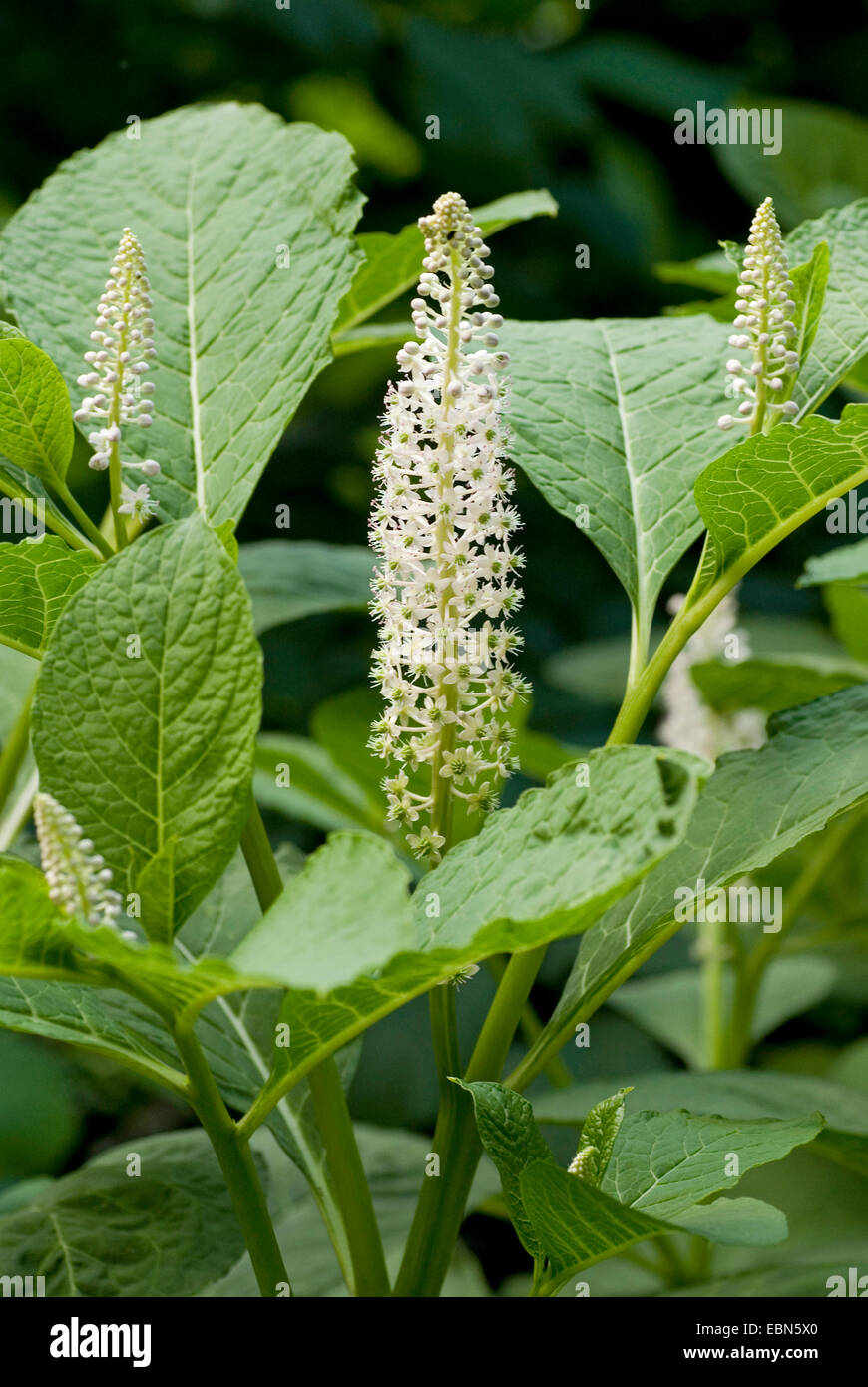 Les Indiens du phytolaque (pokeweed), poke, encre rouge, plante du phytolaque (pokeweed) Indien (Phytolacca esculenta, Phytolacca acinosa), inflorescence Banque D'Images