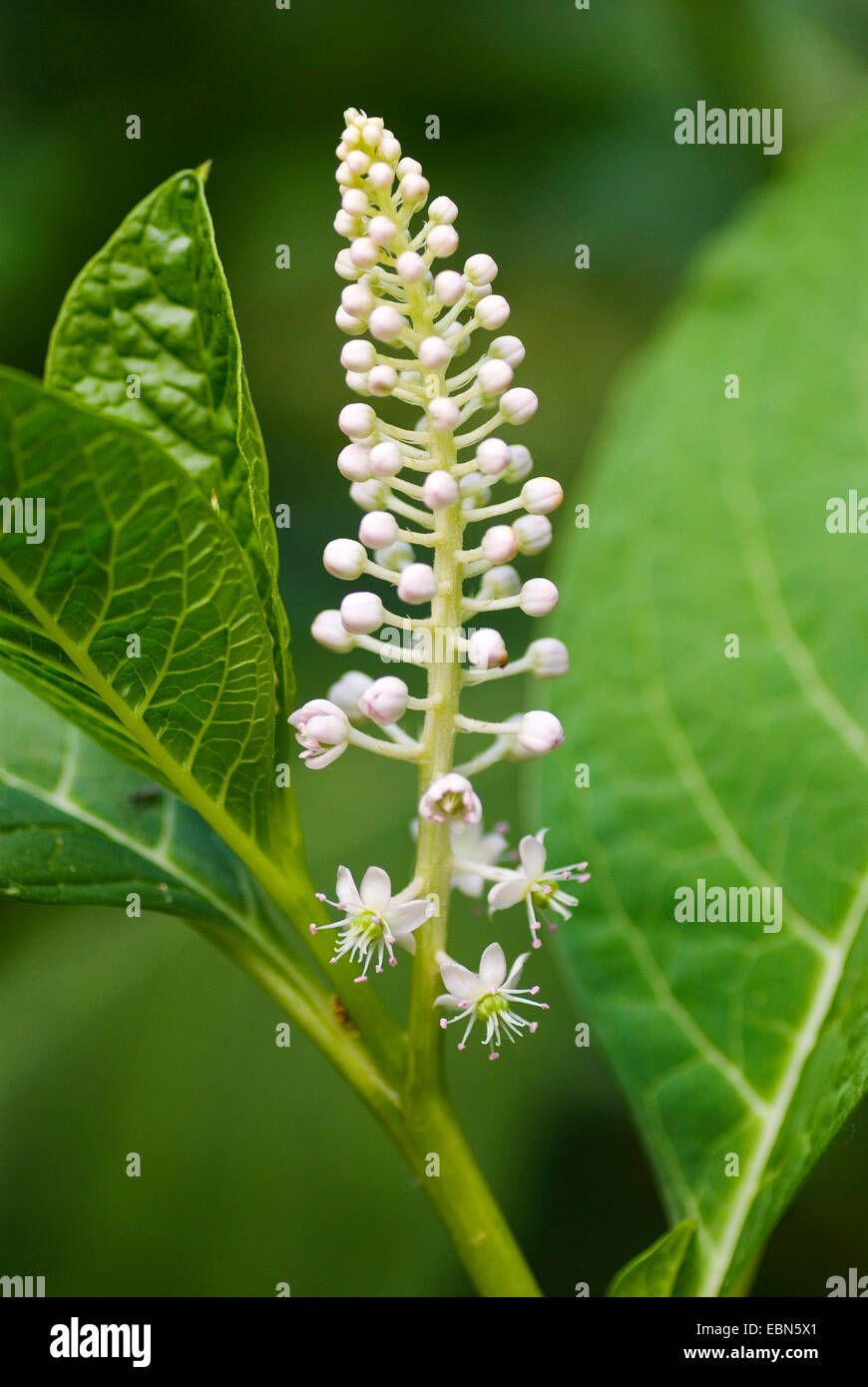 Les Indiens du phytolaque (pokeweed), poke, encre rouge, plante du phytolaque (pokeweed) Indien (Phytolacca esculenta, Phytolacca acinosa), inflorescence Banque D'Images