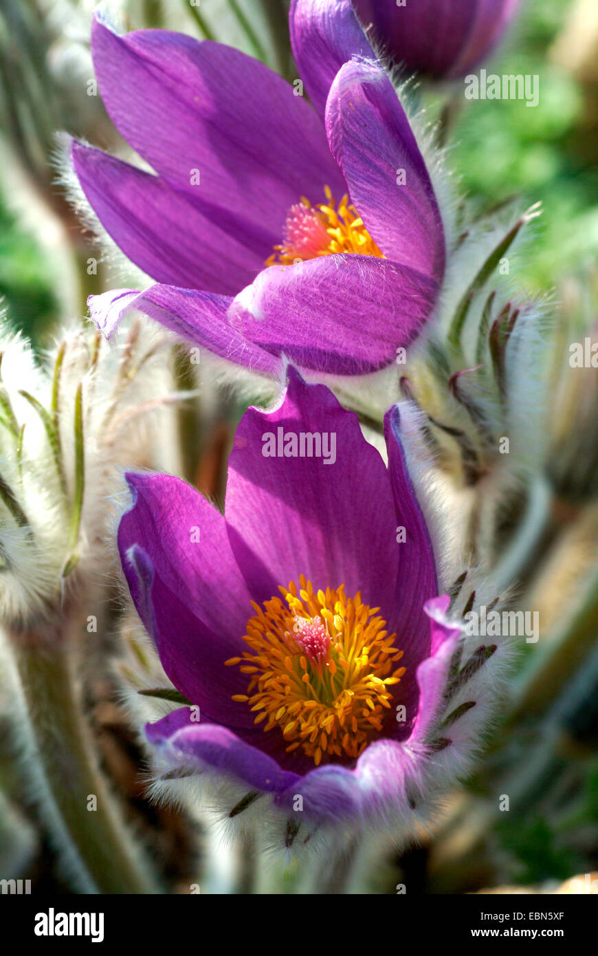 Anémone pulsatille de Haller (Pulsatilla halleri), fleurs, Suisse Banque D'Images